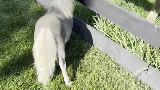 Tubby the Dwarf Mini Horse Prances Near Sailor the Horse