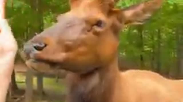 Animal funny videos 🥰❤️❤️❤️😂