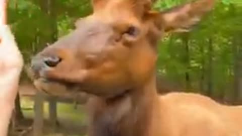 Animal funny videos 🥰❤️❤️❤️😂