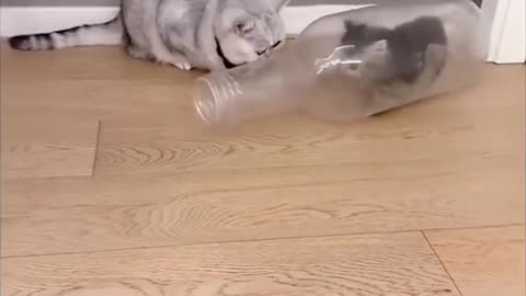 Cute cats