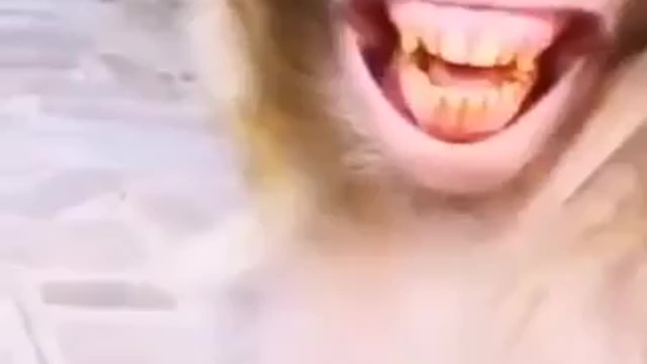 Monkey laughs