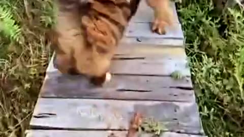 Cat and Dog funny video