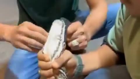 APPEARANCE OF A PYTHON’S TEETH