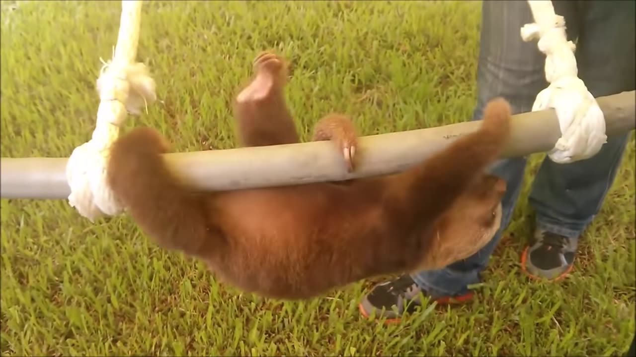 Baby Sloths Being Sloths - FUNNIEST Compilation