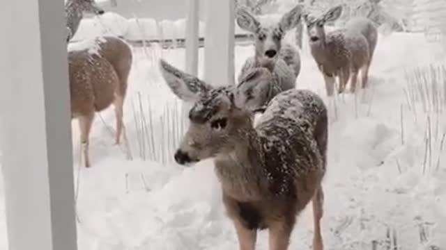 Beautiful deer in the snow