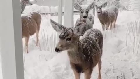 Beautiful deer in the snow