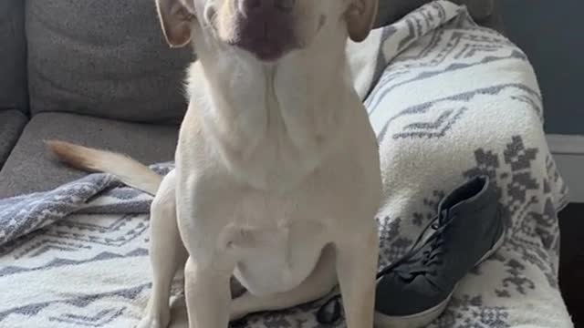 Rudee the Lab Has no Regrets About Chewing Shoe