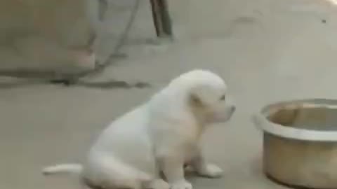 A dog barking like a cock 😂😂😂