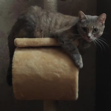 Cute Cat Funny Movement..