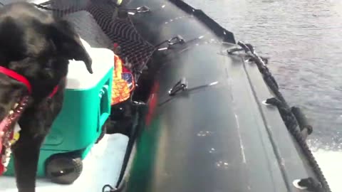 Black Lab on my ZODIAC FC-470