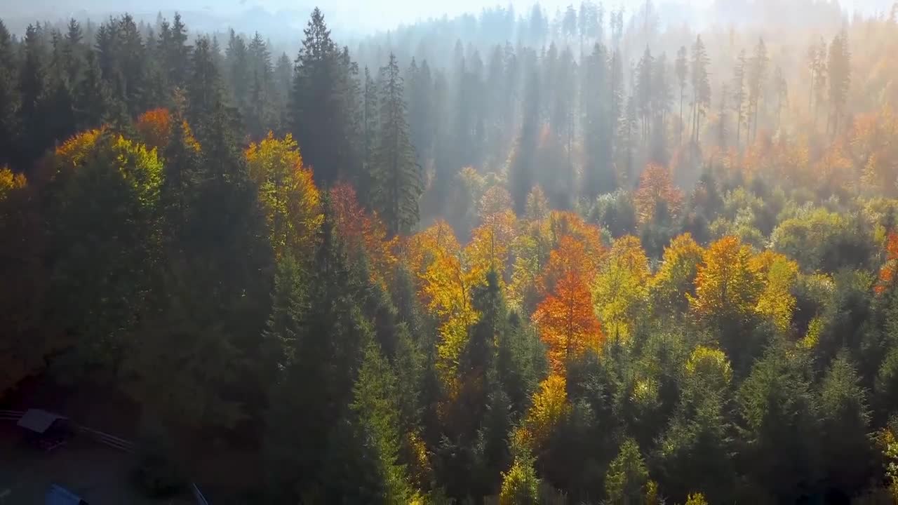 Enchanting Autumn Forests with Beautiful Piano Music