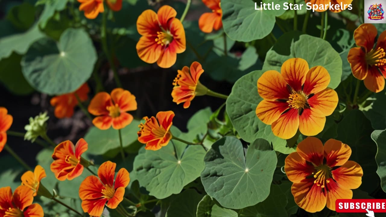 The Nasturtium Song 🌼 | Preschool Songs & Nursery Rhymes