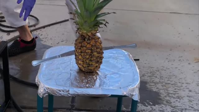 a PINEAPPLE can do THAT! 🤯😱 (For Entertainment Purposes Only)