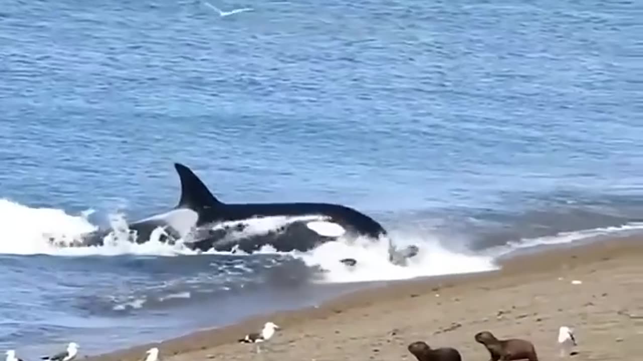 Orca 🐬 The Apex Predator