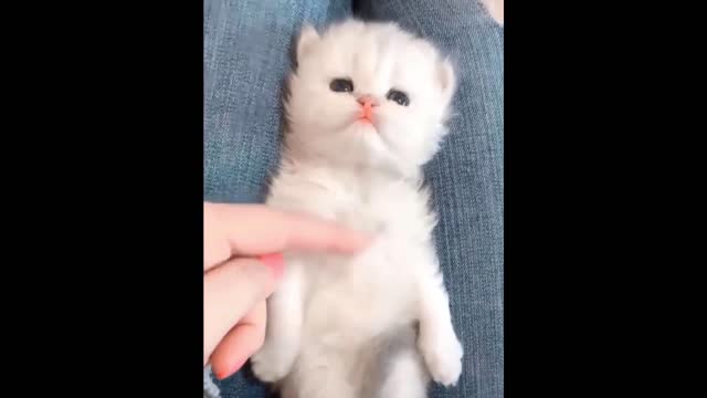 Baby Cats Cute and Funny Cat Videos