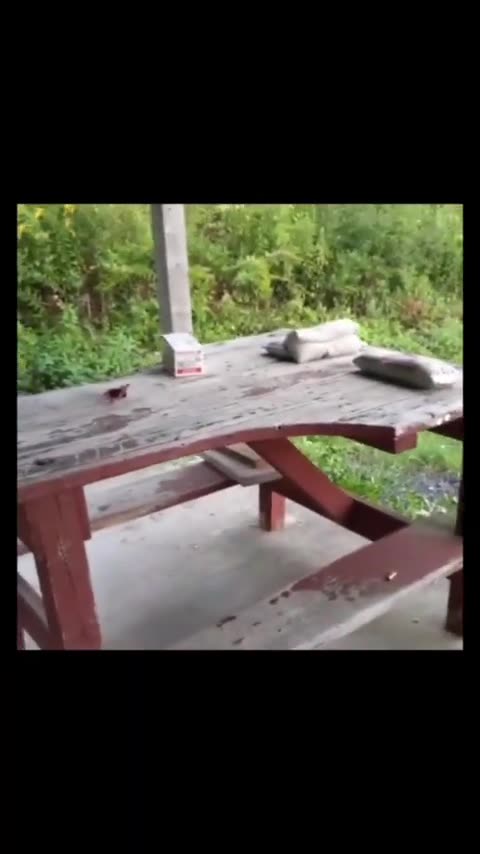 Yellow Jackets All Over The Range ......