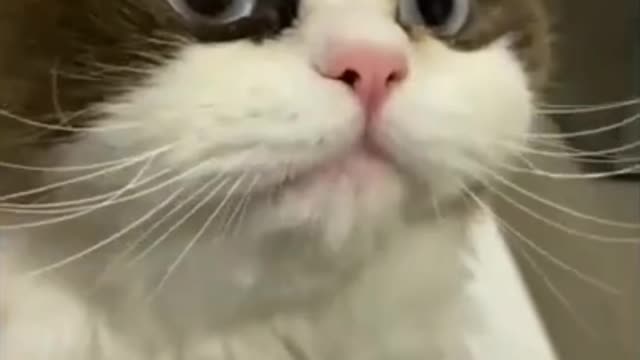 Animal's funny behavior