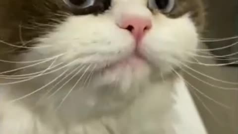 Animal's funny behavior