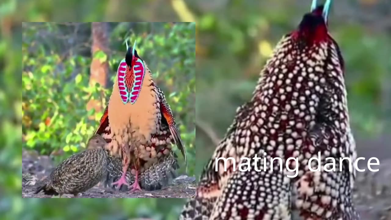 mating dance