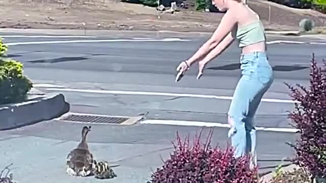 Ducks cross the road with baby ducks