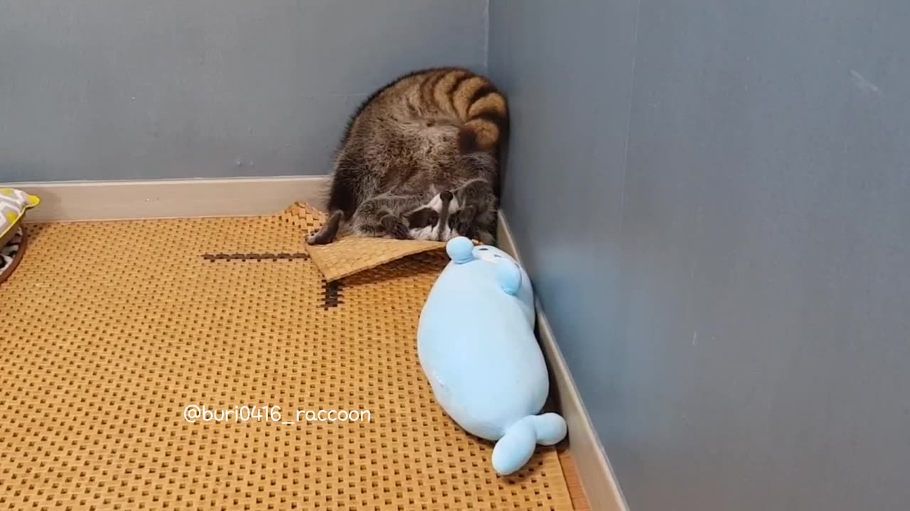 Raccoon Removes The Mat To Sleep And Lies Upside Down