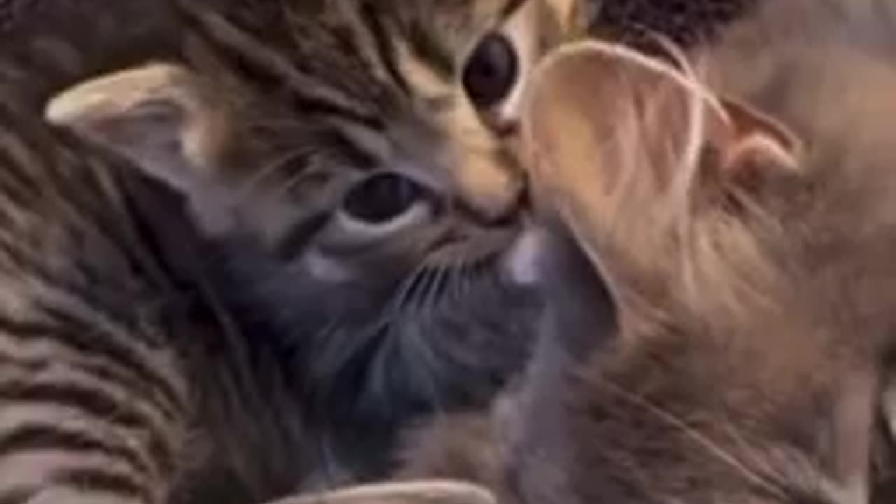 Beautiful cat 🐈 trending video