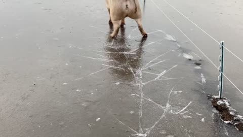 Pig Walks on Ice