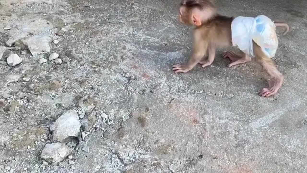 Brave Dam Vs with mother cat