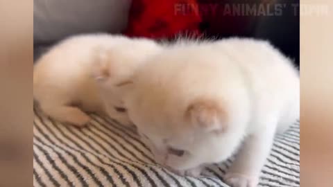 Funny Animal Videos