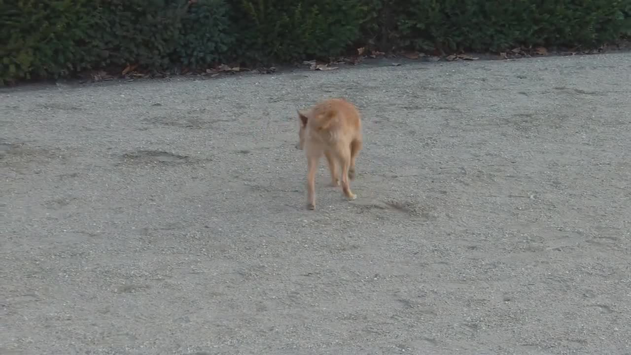 cute female Podengo Podenco spanish dog with nice brown eyes