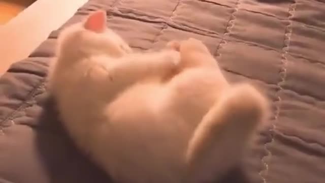 Lovely cat