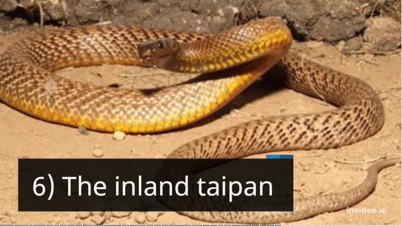 Top 8 Deadliest Snakes in the World