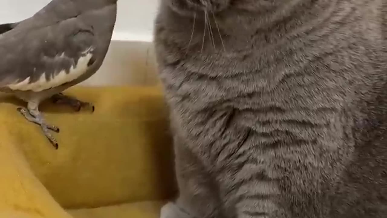 Owl cat and parrot 🦜🦜 i