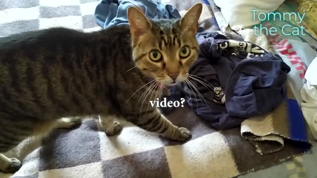 Cat doesn't know if owner is taking a photo or a video