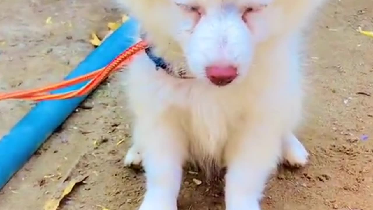 Cute puppy and fun animal video dog lover video