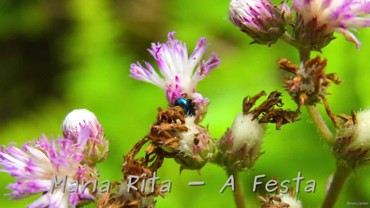 Maria Rita - A Festa - Álbum Completo