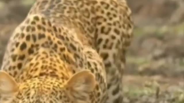 Wild animals zero distance leopard