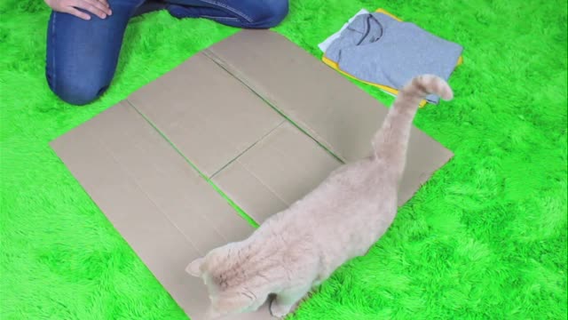 Make cat litter from old clothes and cardboard boxes