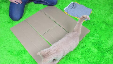 Make cat litter from old clothes and cardboard boxes