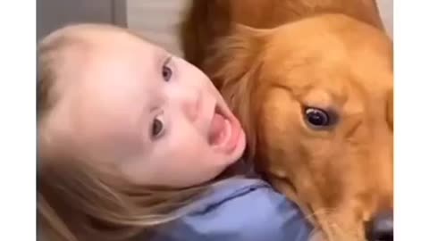 Funny dogs video