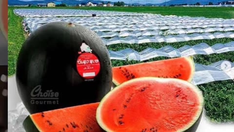 World Expensive Watermelon || Densuke Watermelon