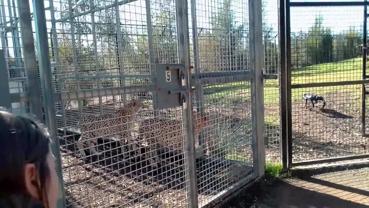 Cheetah VS Robodog -Zoo Robot