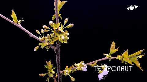 Cherry Blossom 4K Timelapse