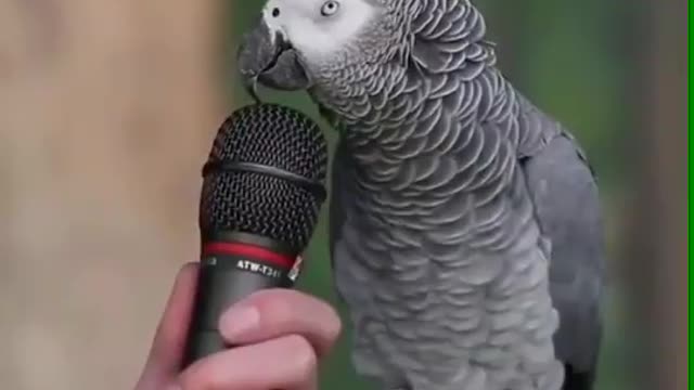 clever parrot