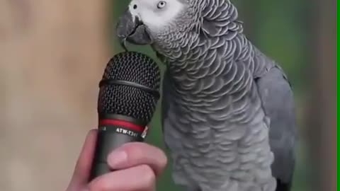 clever parrot