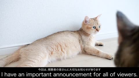 I have an important announcement