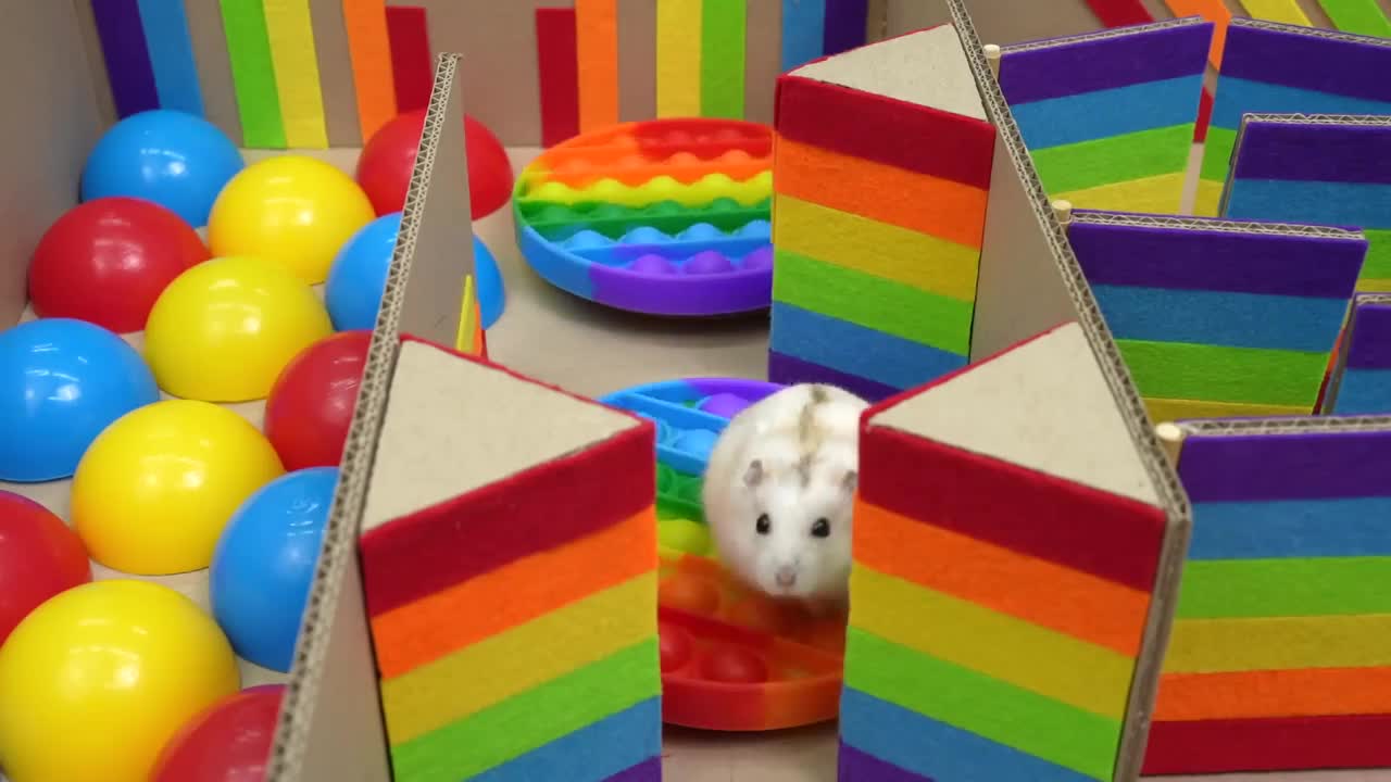 🐹 Hamster Escapes the Pop It Maze for Pets in real life 🐹 Homura Ham-12