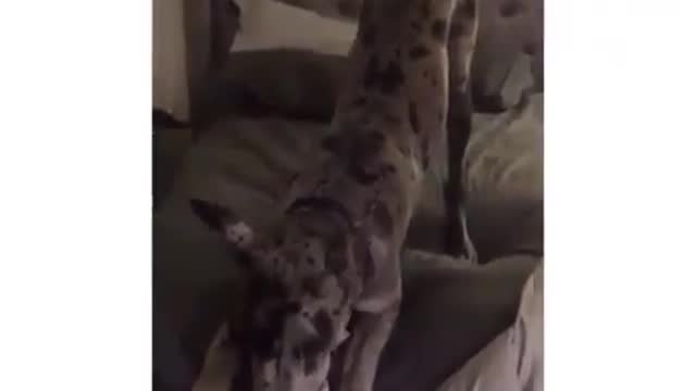 THE GREAT DANE Dog Video 202 - Great Dane Compilation - Tallest Dog in The World