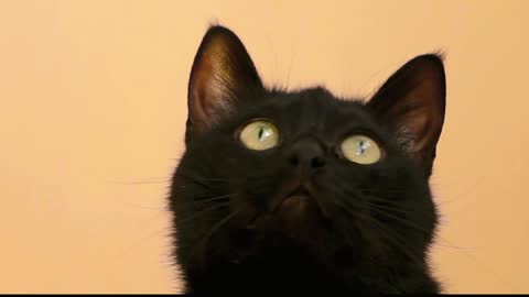 Cat Head Game Black Eyes Close Up