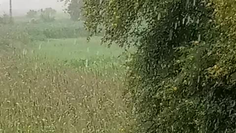 Rain in farm on an August day